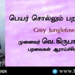 Grey Junglefowl Name Telling Birds Series Article by V Kirubhanandhini. Book Day Website is Branch of Bharathi Puthakayalam.