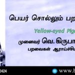 Yellow-eyed Pigeon Name Telling Birds Series Article by V Kirubhanandhini. Book Day Website is Branch of Bharathi Puthakayalam.