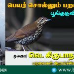 Zoothera salimalii: Name Telling Birds Series 21 Article by V Kirubhanandhini. பெயர் சொல்லும் பறவை 21 - பூங்குருவி Zoothera salimalii