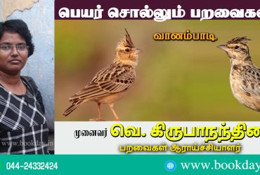 Sykes's lark: Name Telling Birds Series 25 Article by V Kirubhanandhini. பெயர் சொல்லும் பறவை 25 -வானம்பாடி Sykes's lark